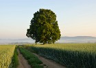Jedináček  Osamocená lípa v poli u Malhostovic.