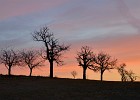 Siluety  Mrazivý východ slunce u Rašova a siluety stromů bez listí.