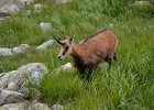 Kamzík horský  Tohoto kamzíka jsme potkali při sestupu z Jahňacího štítu, nebyl vůbec plachý, přešel cestu asi 3 metry ode mne.