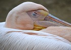 Pelikán bílý  Pelikán odpočívá s plným žaludkem. Viděli jsme ho, jak ulovil kapra, dvakrát ho nadhodil v zobáku a spolkl ho. ZOO Jihlava.